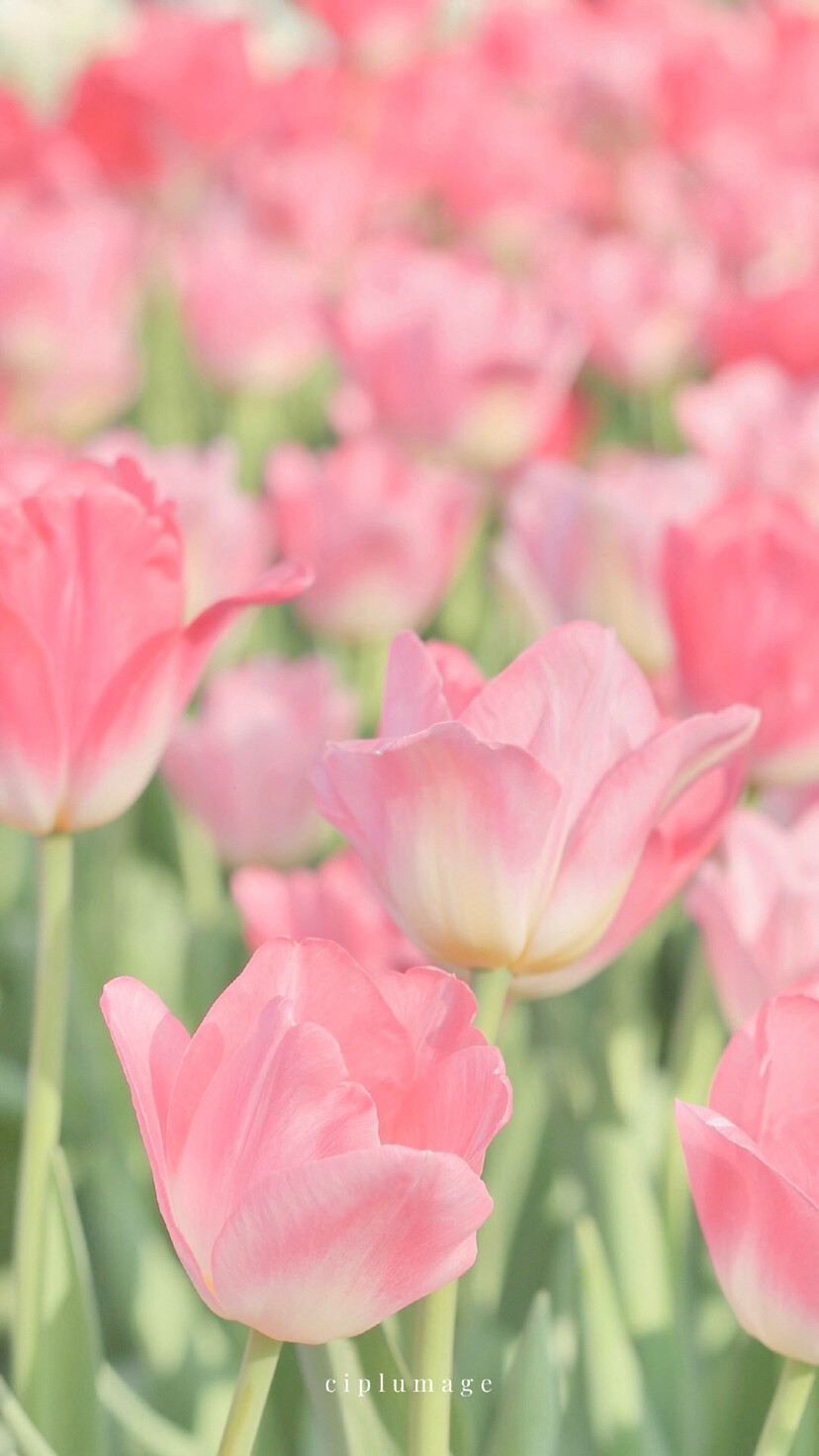 繁花