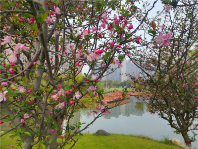 美丽吉安：城南桂竹园海棠花开春意浓
3月的江西吉安，春暖花开，生机勃勃。在吉安城南桂竹园内，遍布四处的海棠花开正盛，将公园装扮得靓丽多姿。（摄/肖勇）