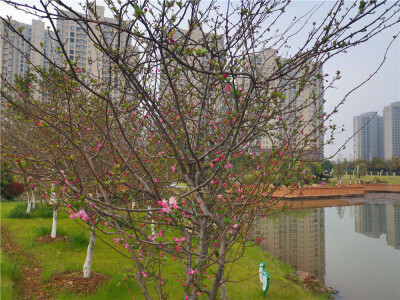 美丽吉安：城南桂竹园海棠花开春意浓
3月的江西吉安，春暖花开，生机勃勃。在吉安城南桂竹园内，遍布四处的海棠花开正盛，将公园装扮得靓丽多姿。（摄/肖勇）