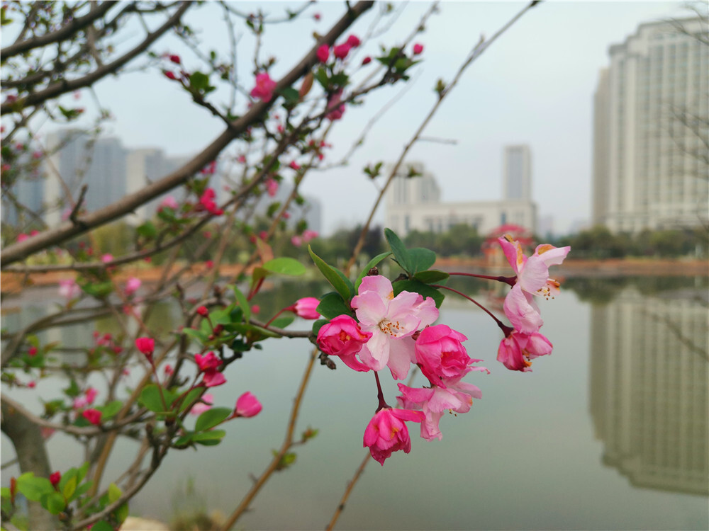 美丽吉安：城南桂竹园海棠花开春意浓
3月的江西吉安，春暖花开，生机勃勃。在吉安城南桂竹园内，遍布四处的海棠花开正盛，将公园装扮得靓丽多姿。（摄/肖勇）