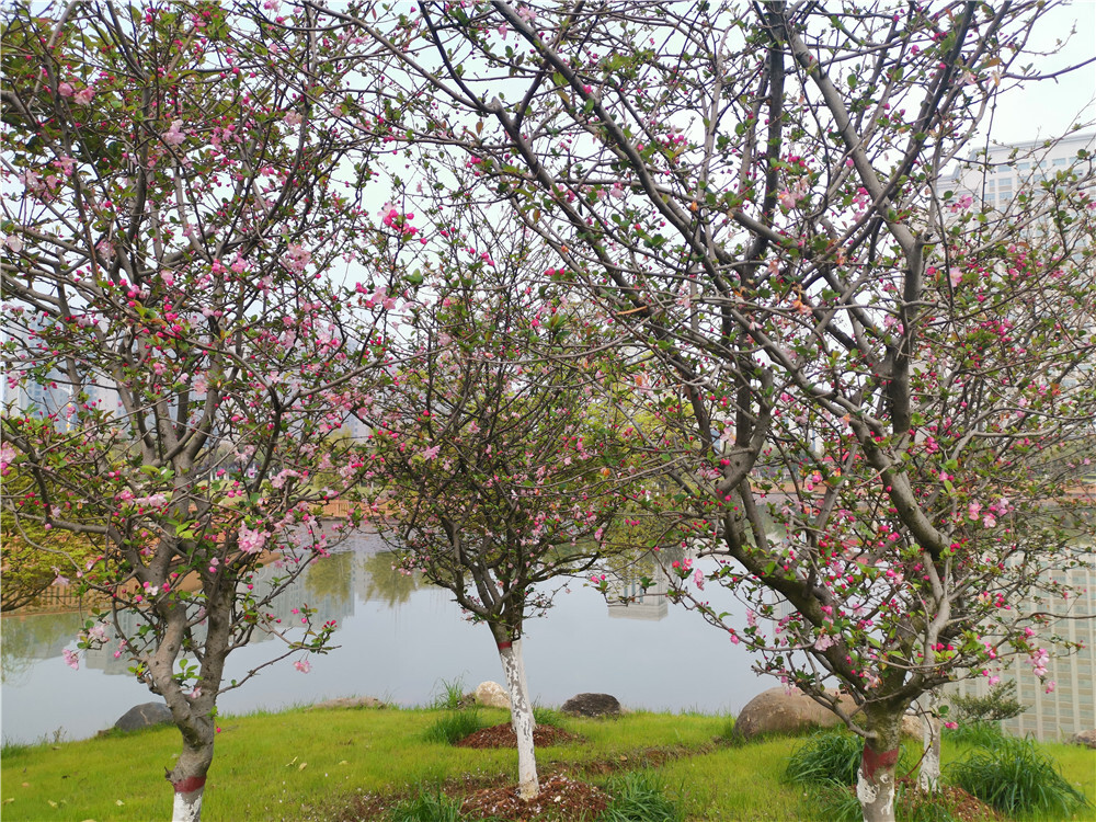 美丽吉安：城南桂竹园海棠花开春意浓
3月的江西吉安，春暖花开，生机勃勃。在吉安城南桂竹园内，遍布四处的海棠花开正盛，将公园装扮得靓丽多姿。（摄/肖勇）