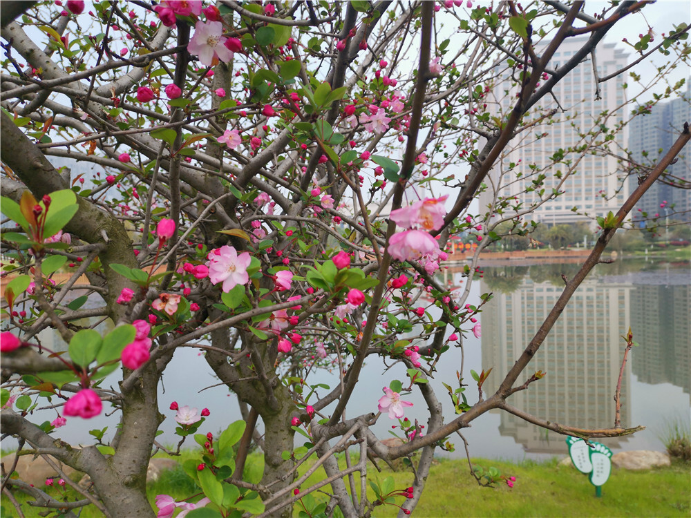 美丽吉安：城南桂竹园海棠花开春意浓
3月的江西吉安，春暖花开，生机勃勃。在吉安城南桂竹园内，遍布四处的海棠花开正盛，将公园装扮得靓丽多姿。（摄/肖勇）