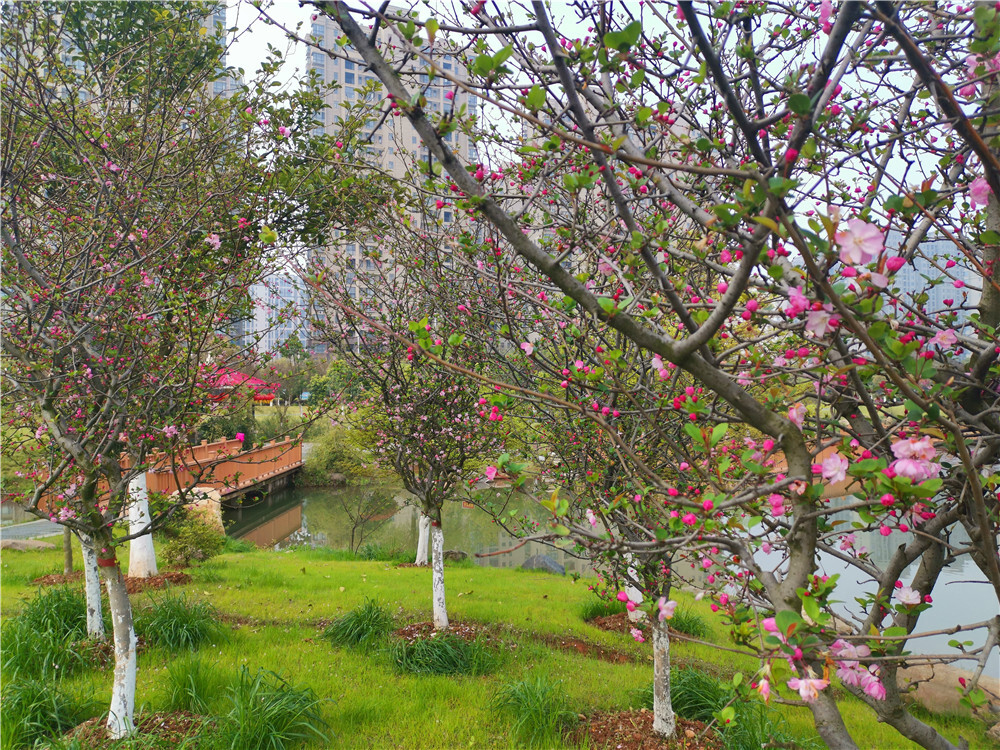 美丽吉安：城南桂竹园海棠花开春意浓
3月的江西吉安，春暖花开，生机勃勃。在吉安城南桂竹园内，遍布四处的海棠花开正盛，将公园装扮得靓丽多姿。（摄/肖勇）