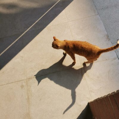 第一次和流浪猫猫亲密接触 金灿灿的喵