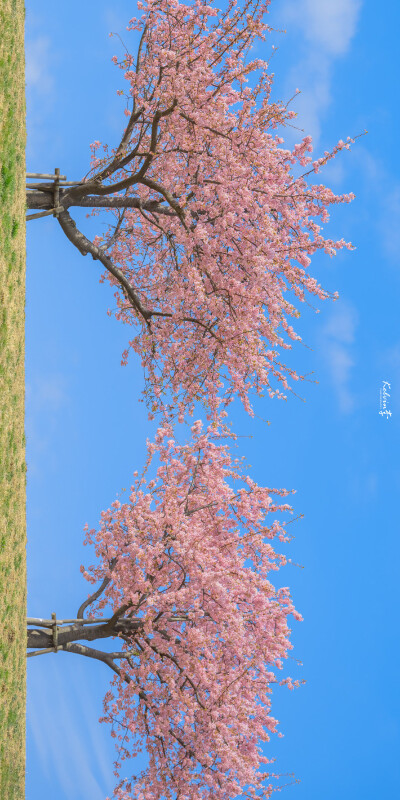 心若向阳花自开
©️Kelvin李