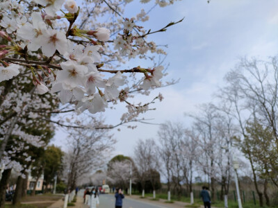 春天来了，是踏青的季节，sakura，sakura，爱你鸭(ɔˆ ³(ˆ⌣ˆc)