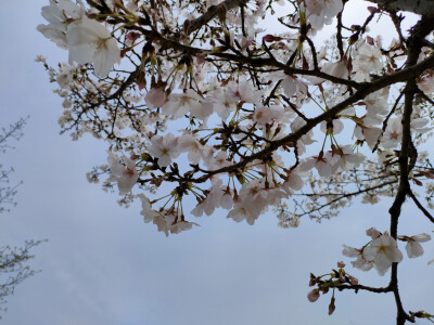 春天来了，是踏青的季节，sakura，sakura，爱你鸭(ɔˆ ³(ˆ⌣ˆc)