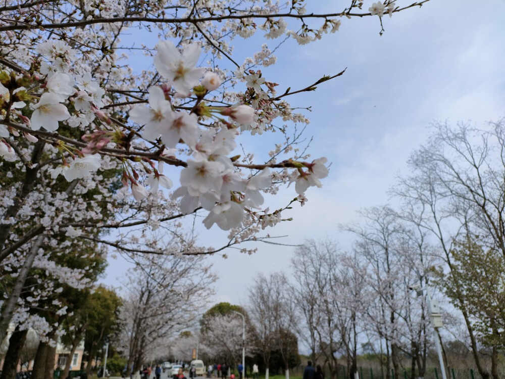 春天来了，是踏青的季节，sakura，sakura，爱你鸭(ɔˆ ³(ˆ⌣ˆc)