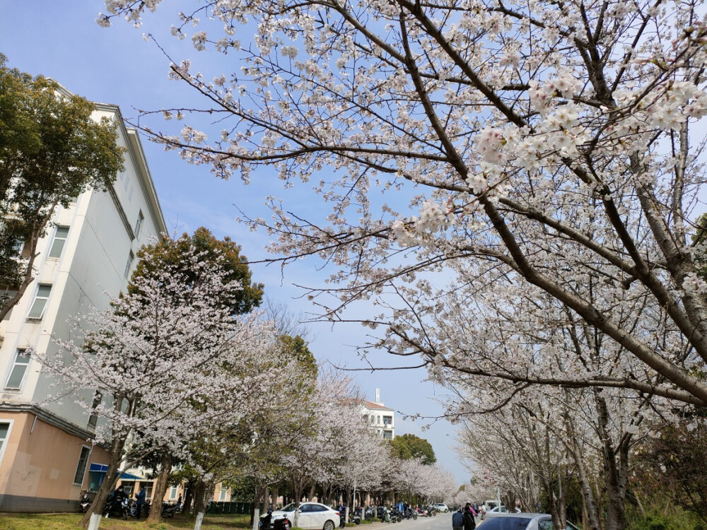 春天来了，是踏青的季节，sakura，sakura，爱你鸭(ɔˆ ³(ˆ⌣ˆc)