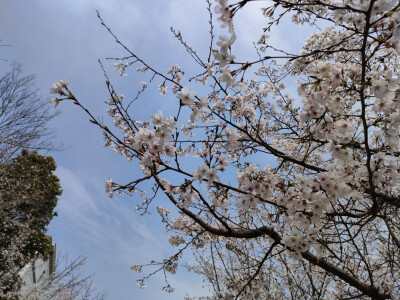 春天来了，是踏青的季节，sakura，sakura，爱你鸭(ɔˆ ³(ˆ⌣ˆc)