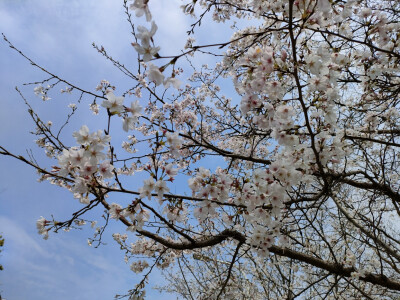 春天来了，是踏青的季节，sakura，sakura，爱你鸭(ɔˆ ³(ˆ⌣ˆc)