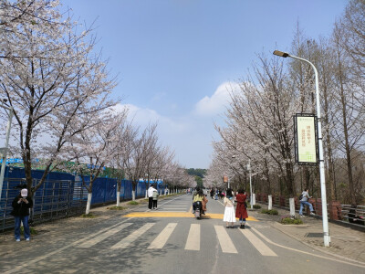 春天来了，是踏青的季节，sakura，sakura，爱你鸭(ɔˆ ³(ˆ⌣ˆc)