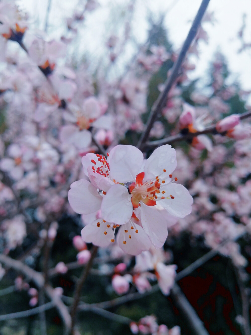 雨后花见小街（想念京都） ​​​