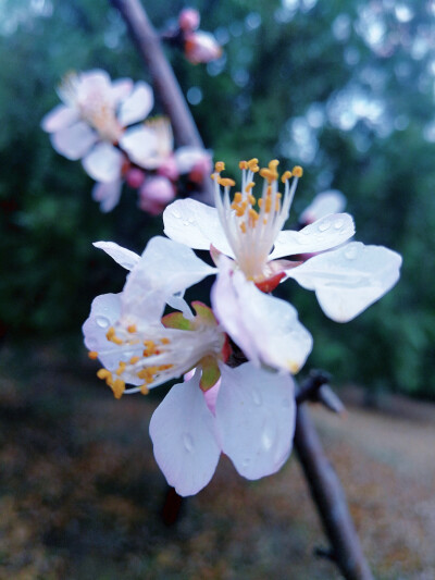 雨后花见小街（想念京都） ​​​