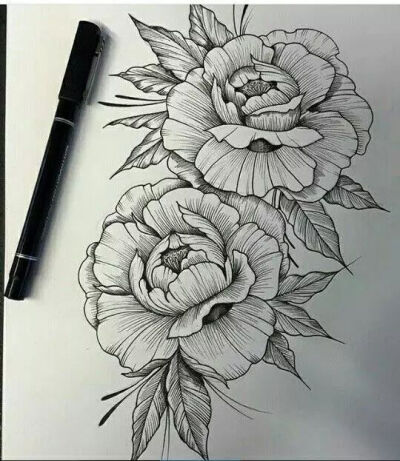 线描花卉