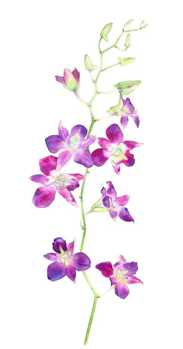 莫斯科画家Olga Chuykova水彩花卉