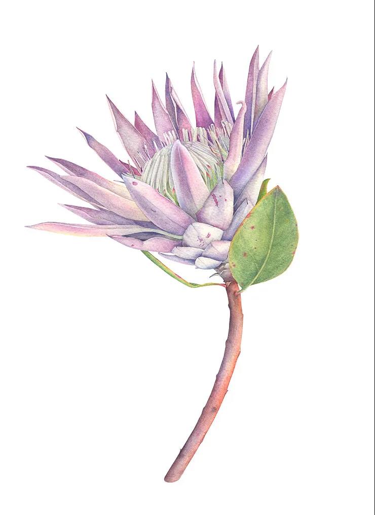 莫斯科画家Olga Chuykova水彩花卉