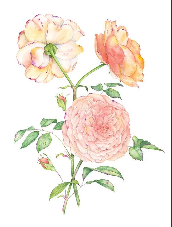 莫斯科画家Olga Chuykova水彩花卉