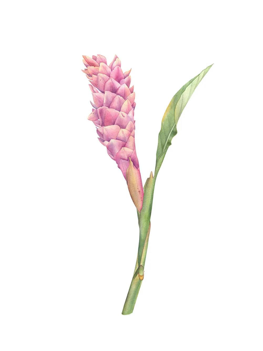 莫斯科画家Olga Chuykova水彩花卉