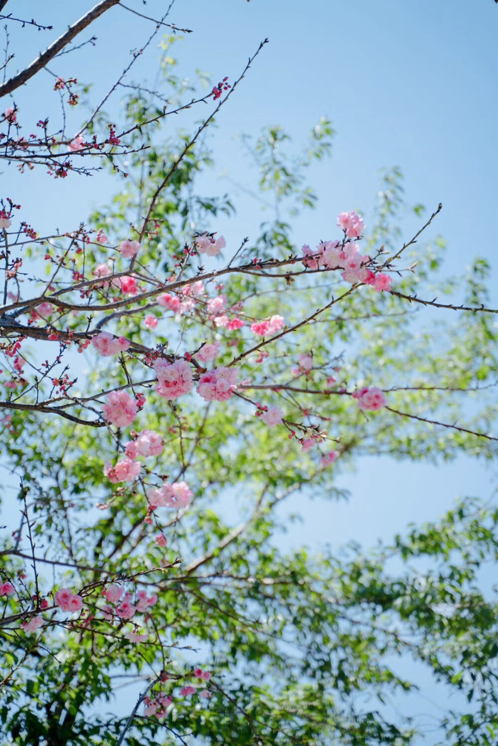 朋友圈的樱花