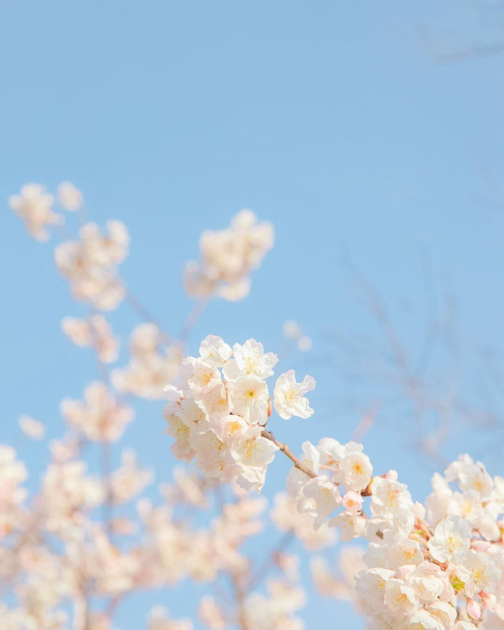 我遇见你的那天，春天刚好到来♡