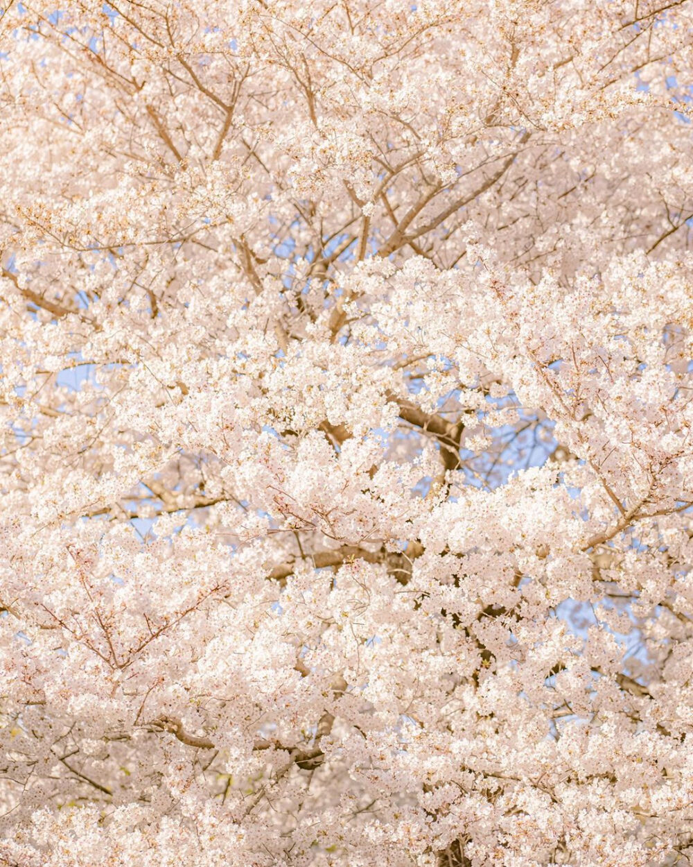 我遇见你的那天，春天刚好到来♡