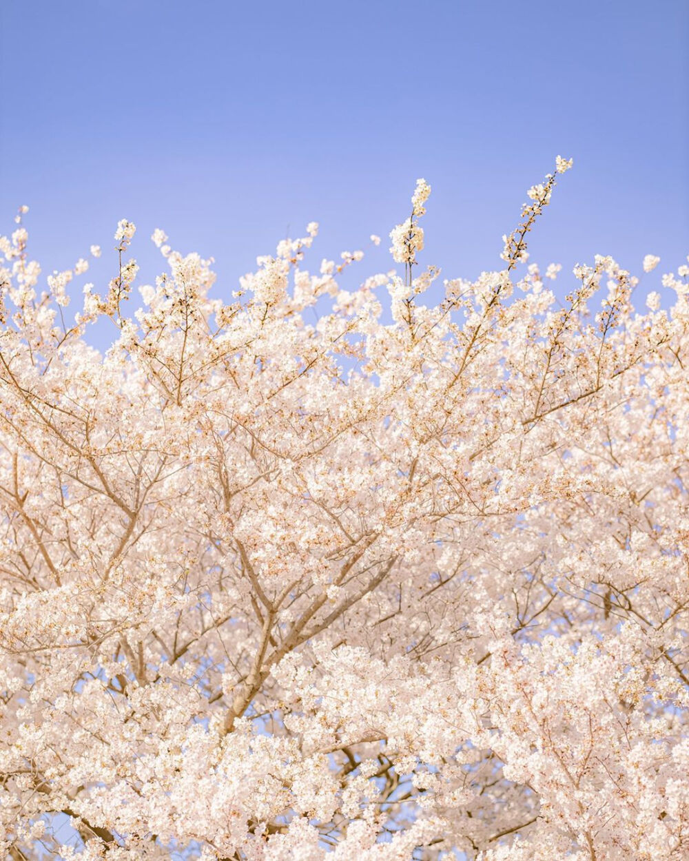 我遇见你的那天，春天刚好到来♡
