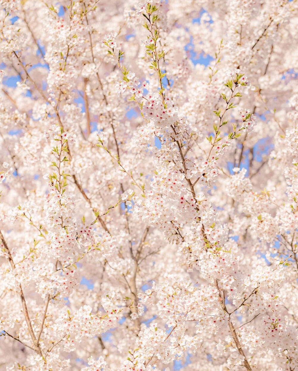 我遇见你的那天，春天刚好到来♡