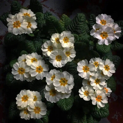 壁纸/
我一直想从你的窗子看月亮。