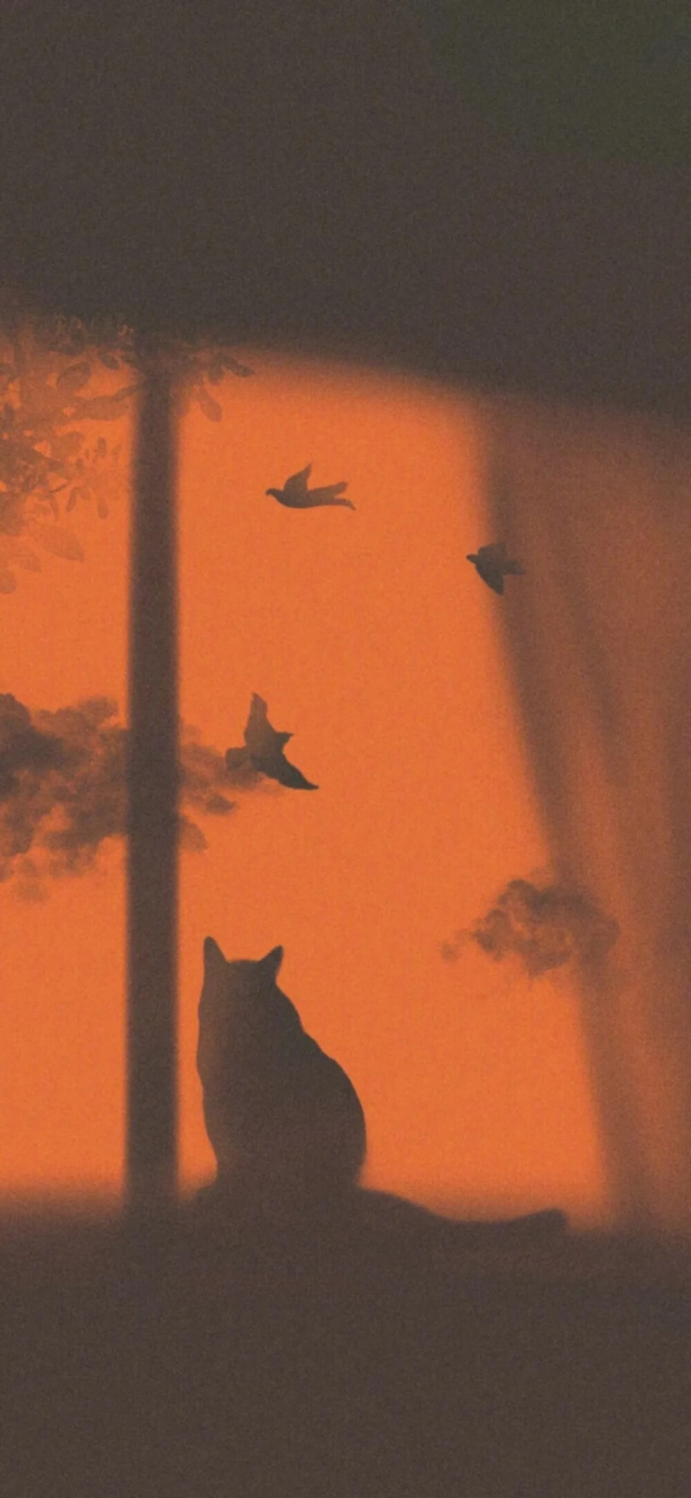 橘色壁纸
今天是橘子味的云。