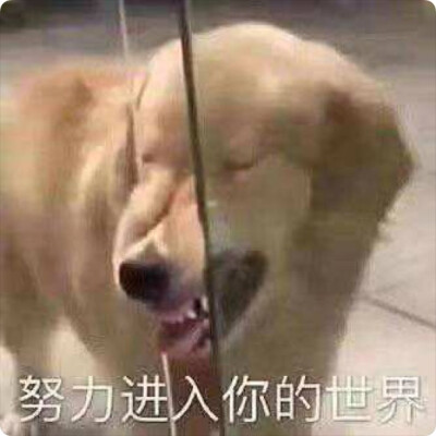 哇哇偶