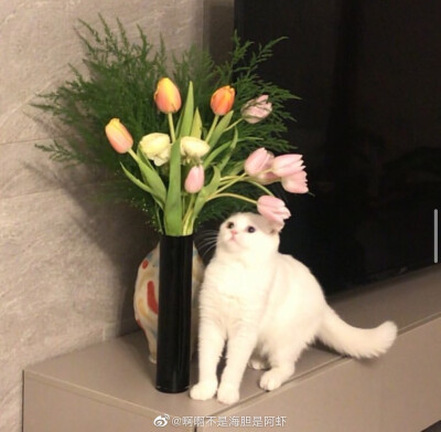 小猫小狗