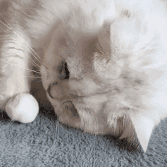 小猫咪也会有烦恼吗