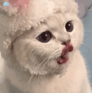 小猫咪也会有烦恼吗