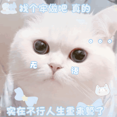 小猫咪也会有烦恼吗