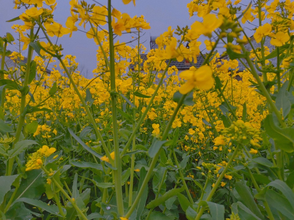 油菜花