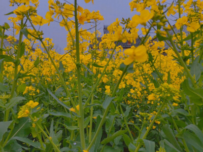 油菜花