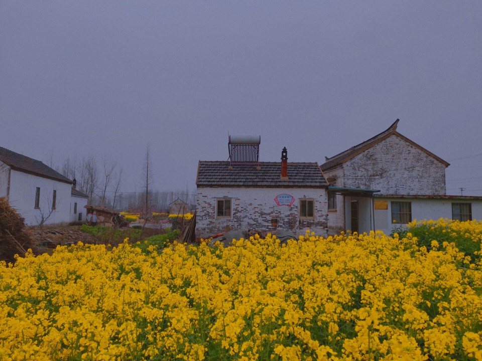 油菜花