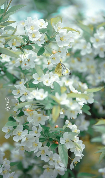 花森系摄影花花草草