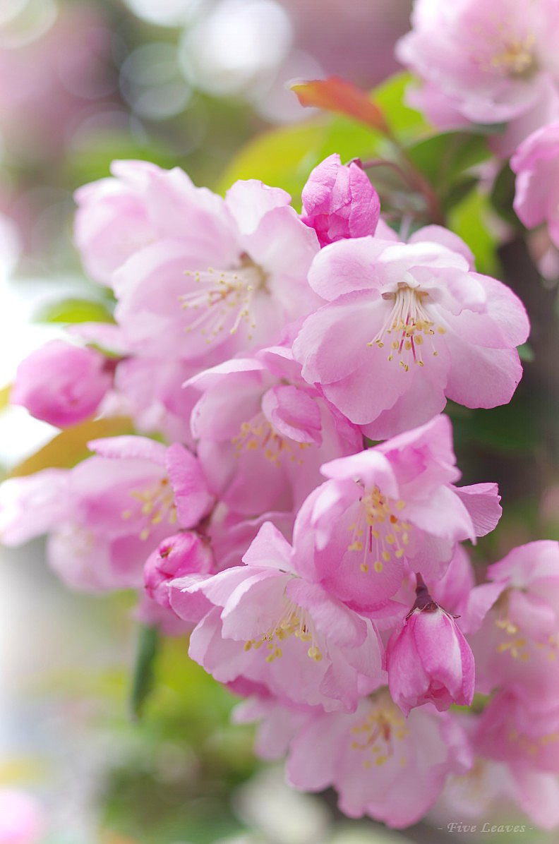 花森系摄影花花草草