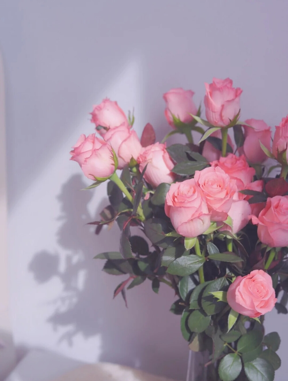 粉红玫瑰壁纸 背景图 素材图