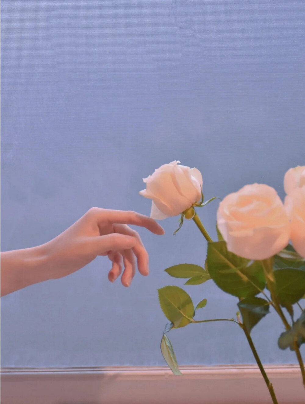 玫瑰花朵壁纸 背景图 素材