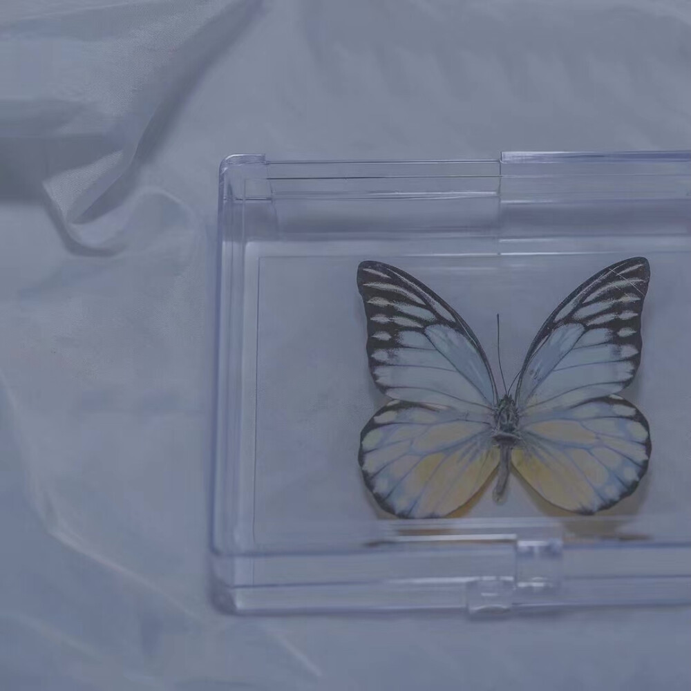 楠babyの 主页图 键盘壁纸 高清背景 INS objects极简