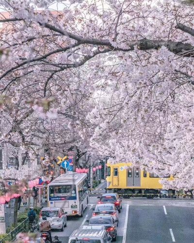 樱花壁纸 王浩艺