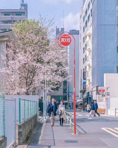 樱花壁纸 王浩艺