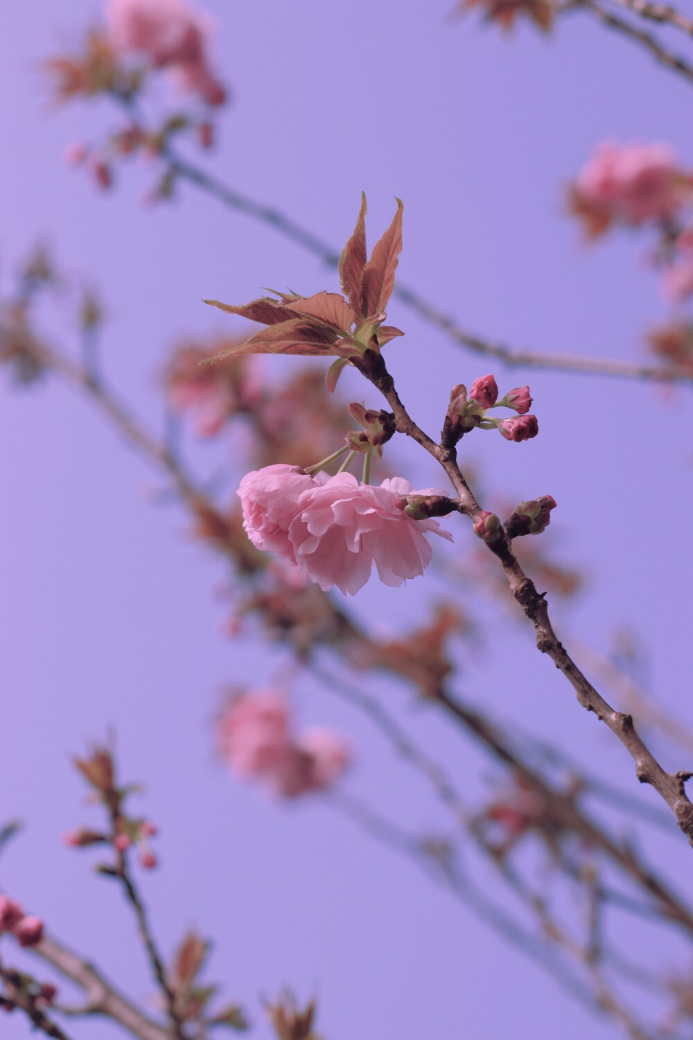 月遇从云，花遇和风，今晚上的夜色很美，我又想你。——太宰治
#日本樱花##转瞬即逝的爱#