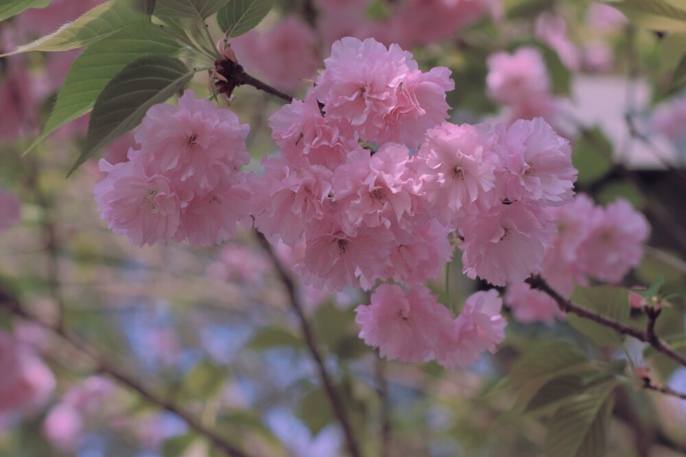 月遇从云，花遇和风，今晚上的夜色很美，我又想你。——太宰治
#日本樱花##转瞬即逝的爱#