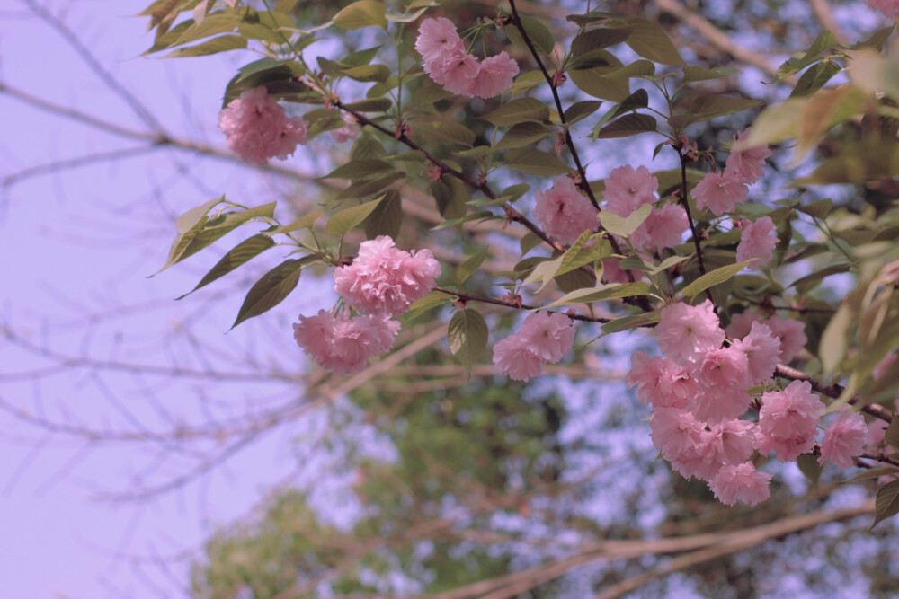 月遇从云，花遇和风，今晚上的夜色很美，我又想你。——太宰治
#日本樱花##转瞬即逝的爱#