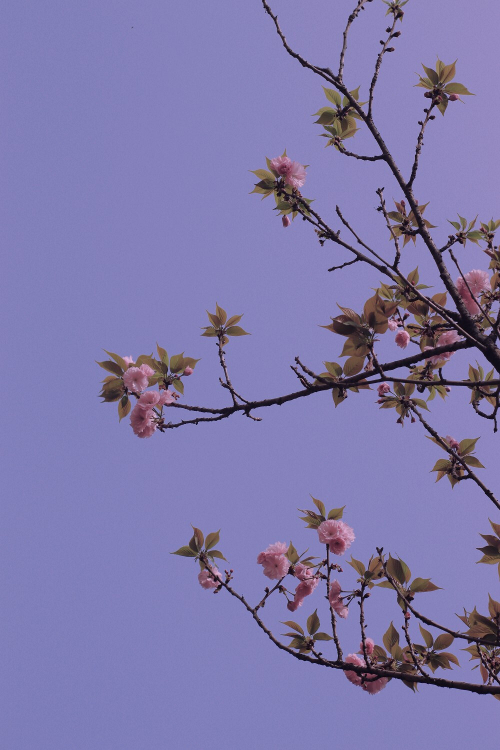 月遇从云，花遇和风，今晚上的夜色很美，我又想你。——太宰治
#日本樱花##转瞬即逝的爱#