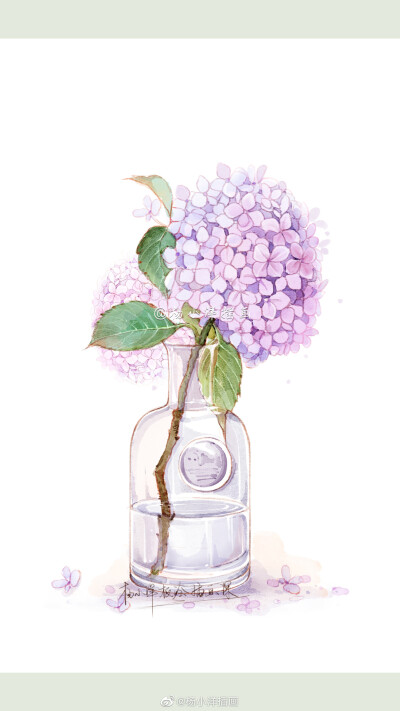 植物绘，微博：@杨小洋插画 ​ ​​